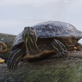 Schildkröte (1).jpg