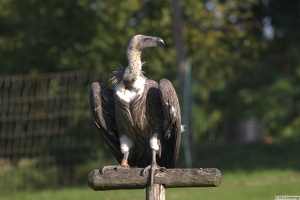 Weißrückengeier (3)