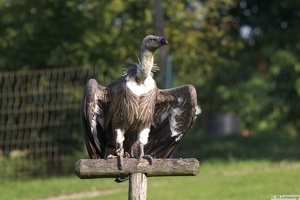 Weißrückengeier (4)